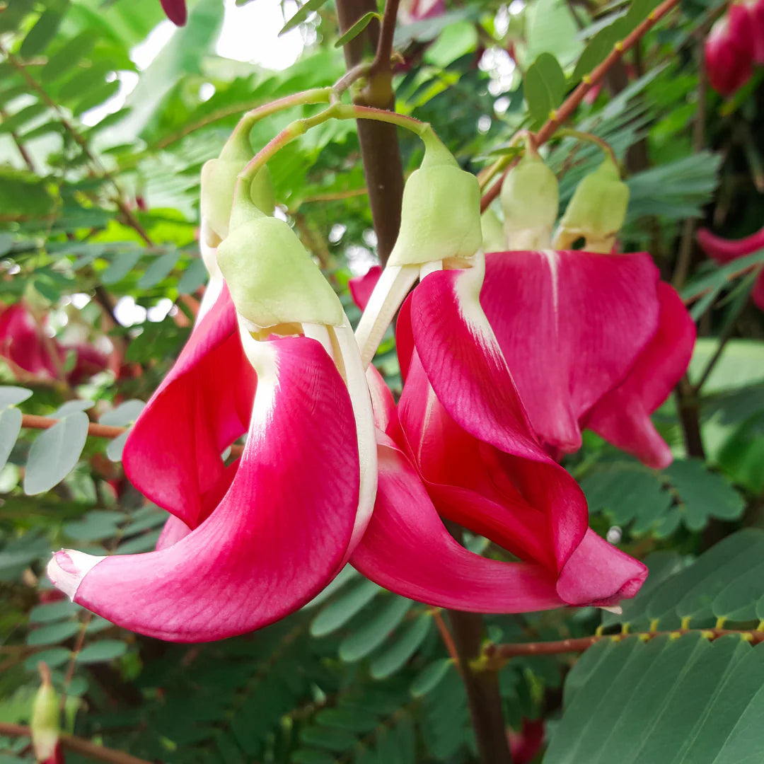 10 Sesbania grandiflora Plants, Red Hummingbird Tree Plants, Red Agathi Keerai
