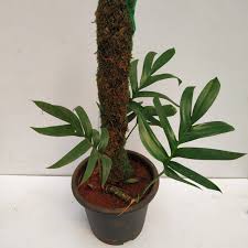 50 Rhaphidophora decursiva Seeds, Creeping Philodendron Seeds - Seedsforgarden (1999-2024 ) .We Ship Seeds & Live Plants Worldwide