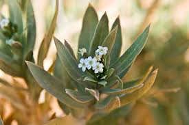 25 Rhazya stricta Seeds, - Seedsforgarden (Since 1999).We Ship Seeds & Live Plants Worldwide