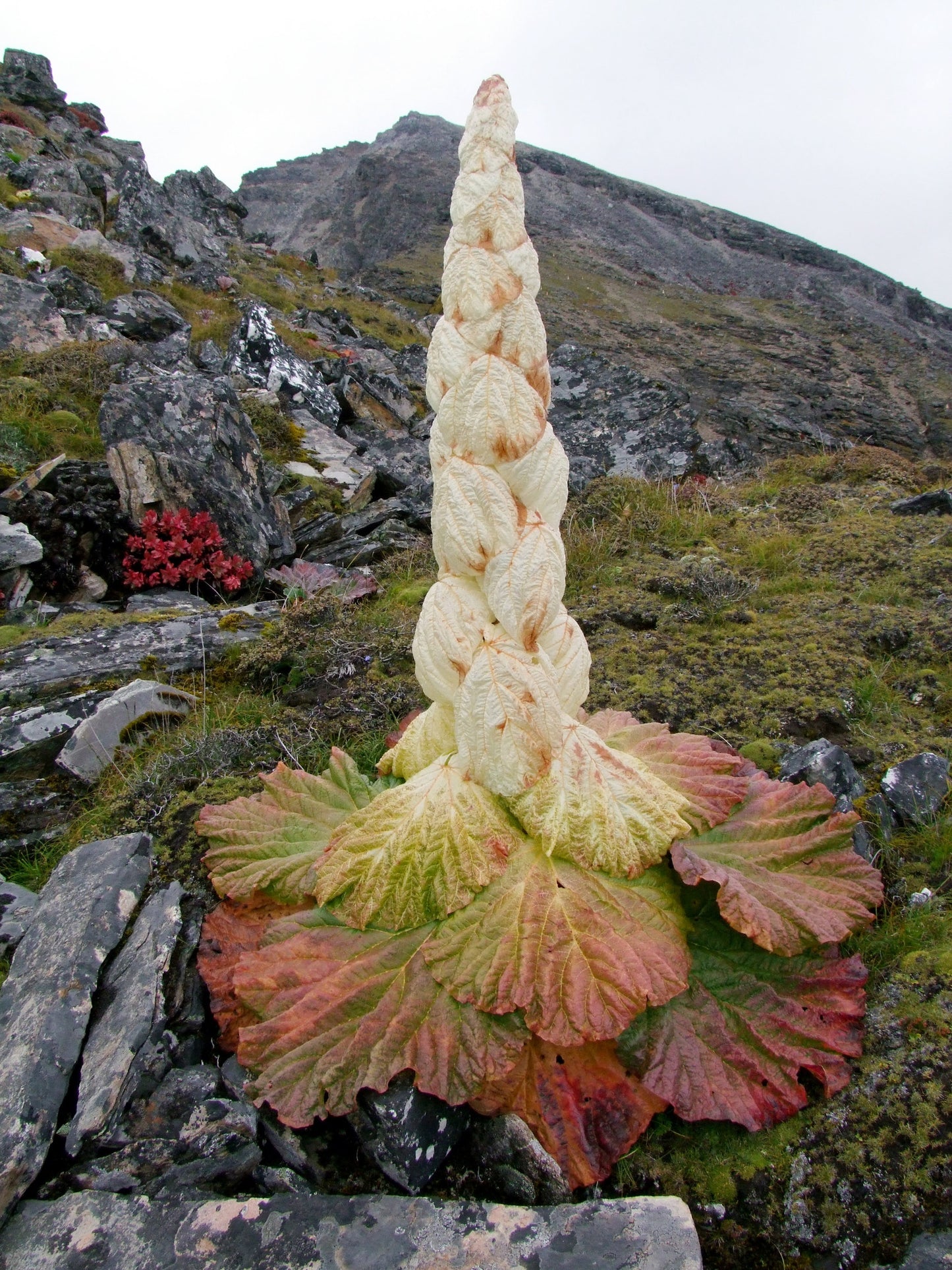 5 Rheum nobile Seeds , Sikkim rhubarb, Noble rhubarb Seeds, - Botanika