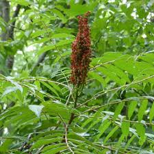 50 Rhus chinensis Seeds , Chinese sumac , Nutgall tree Seeds - Seedsforgarden (1999-2024 ) .We Ship Seeds & Live Plants Worldwide