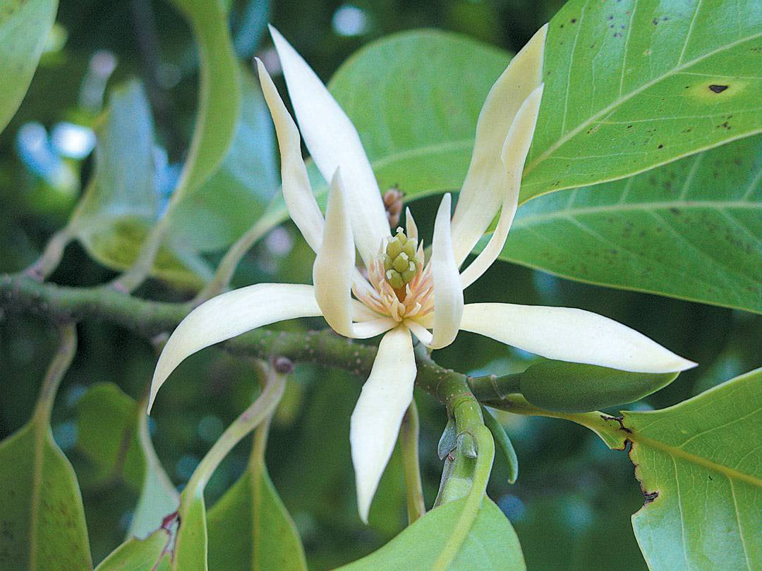5 Michelia champaca White Flower Plants .Fragrant champaca Plants .White champa. Joy Perfume Plants. - Seedsforgarden (1999-2024 ) .We Ship Seeds & Live Plants Worldwide