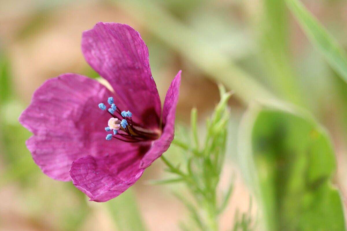 20 Roemeria hybrida Seeds, Exotic Flowering Shrub Seeds - Seedsforgarden (1999-2024 ) .We Ship Seeds & Live Plants Worldwide