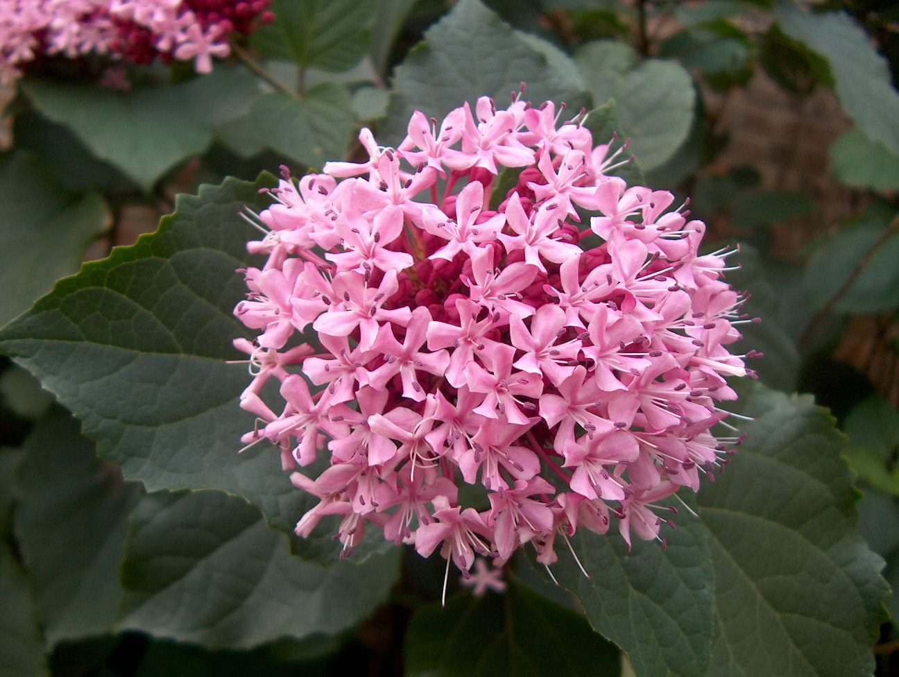 10 Clerodendrum bungei Plants, Rose Glory Bower, Mexican Hydrangea