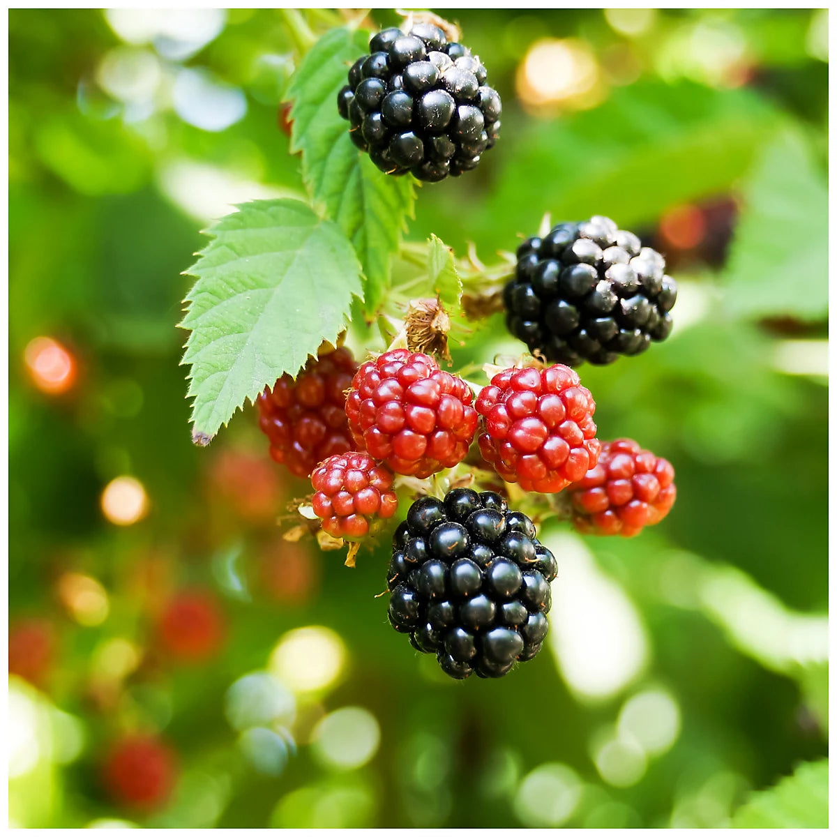 10 Rubus fruticosus Plants , Blackberry Plants ,with Phytosanitary certificate