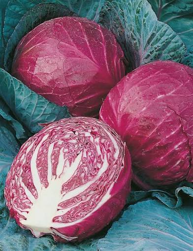 10 Grams Ruby Ball F1 Hybrid Red Cabbage Seeds | Purple-Red Cabbage
