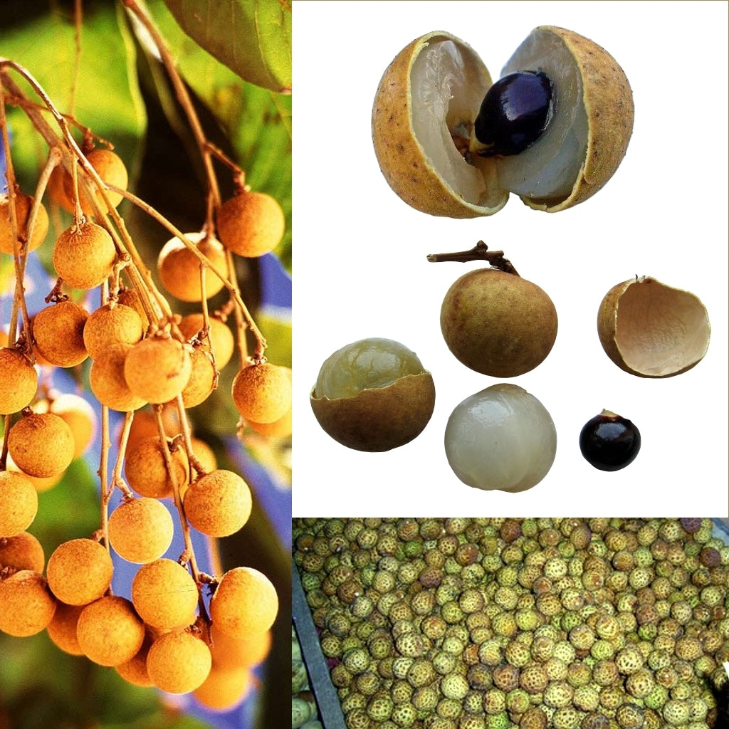 5 Dimocarpus longan Plants, Longan Plants, Ruby Longan With Phytosanitary certificate