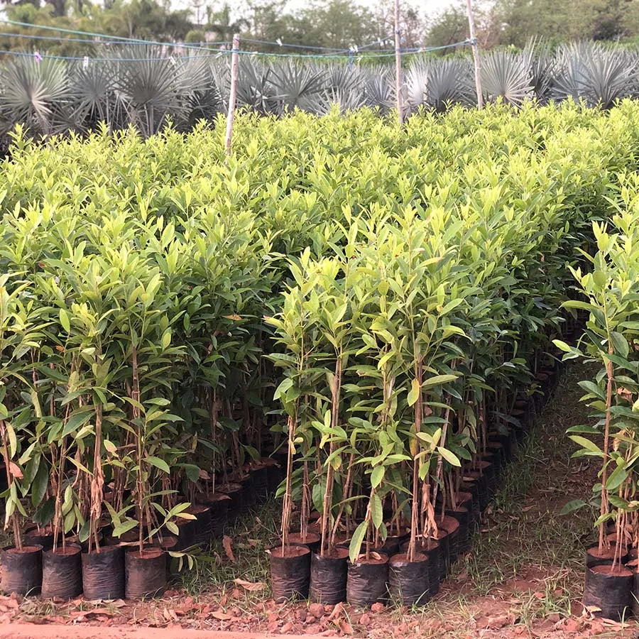 5 Large Elaeocarpus ganitrus Plants, (Rudraksha Tree), With Phytosanitary certificate