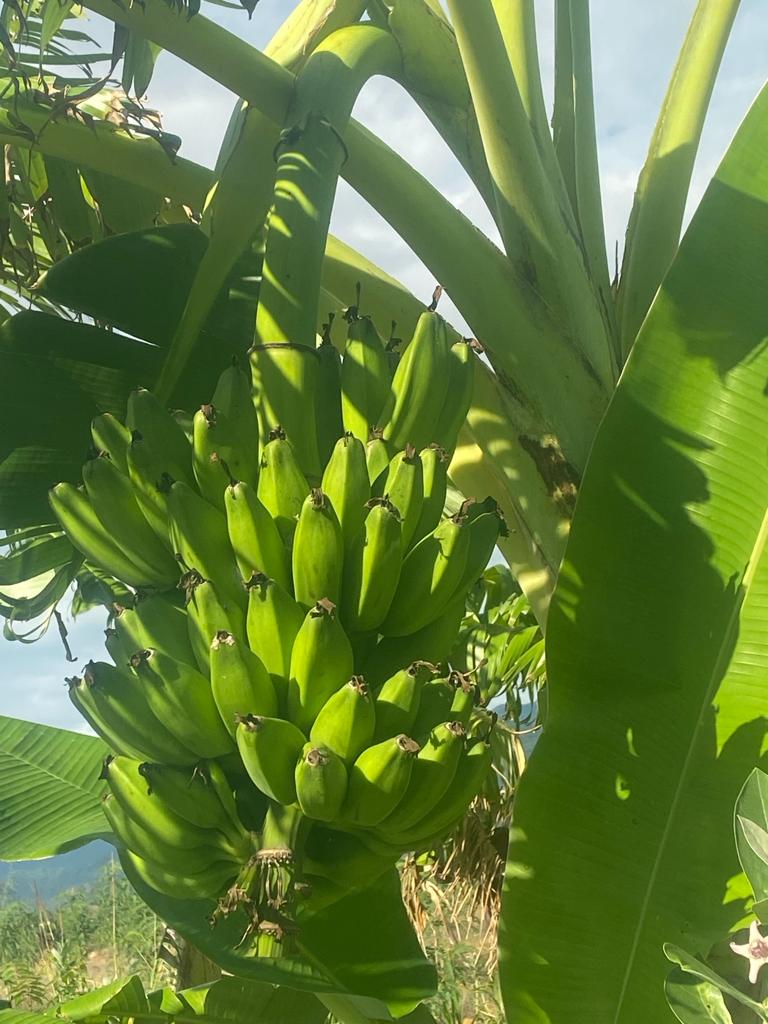 5 Sambal Peyan Banana, Grey Banana Plants, With Phytosanitary certificate