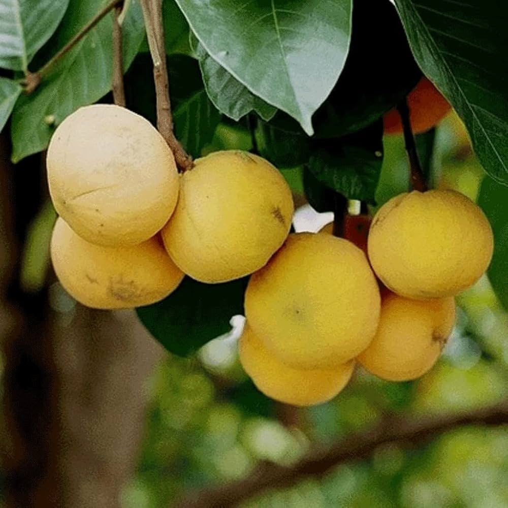 10 Sandoricum koetjape Plants, Santol Plants ,Wild Mangosteen Plants