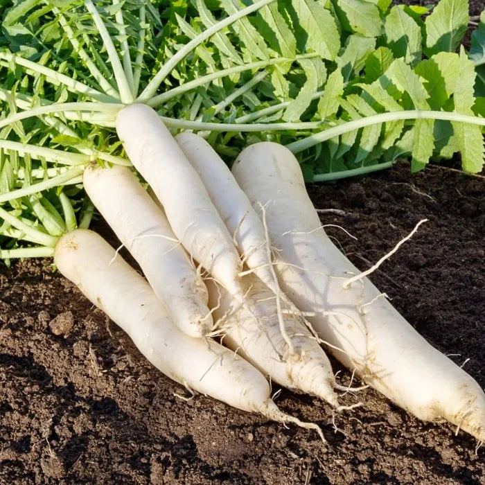 10 Gram Satoshi F1 Hybrid Short Radish Seeds – Compact, High-Yield White Radish