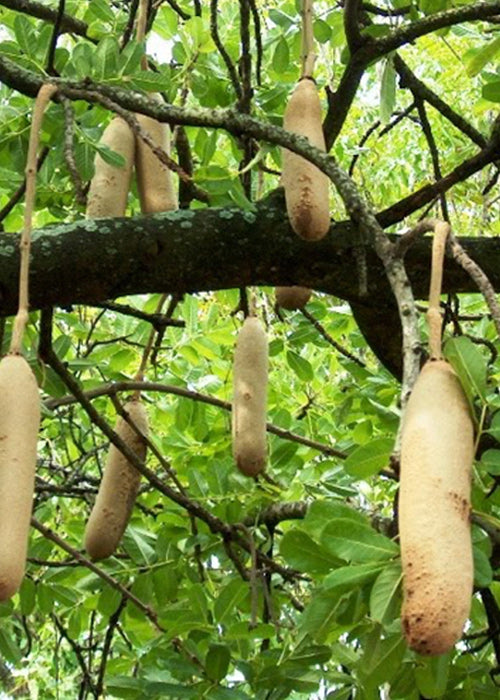 10 Kigelia pinnata Plants, Sausage Tree Plants, With Phytosanitary certificate