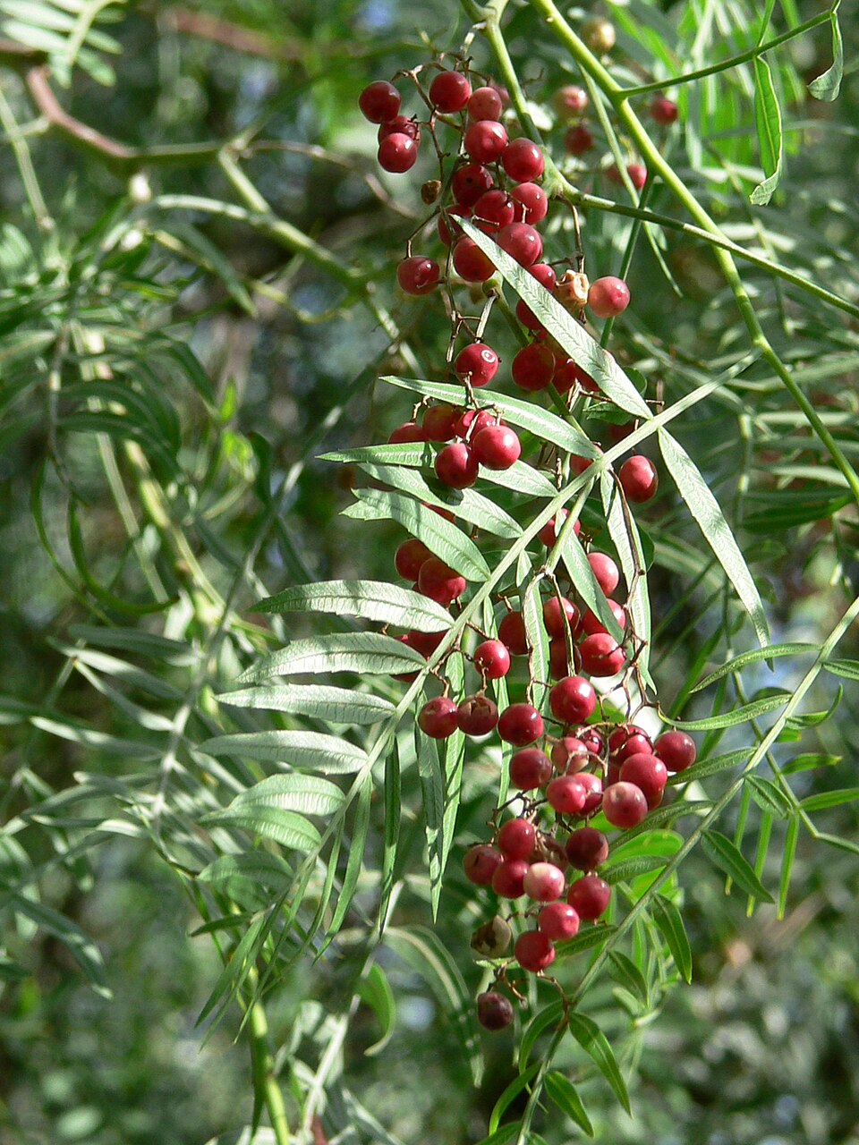 20 Schinus molle Seeds , Peruvian Pepper Tree Seeds