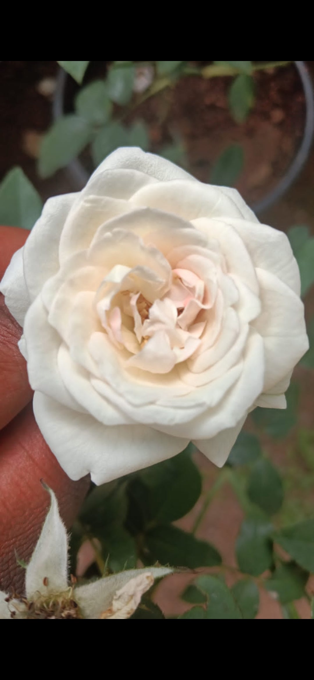 10 White Paneer Rose , Indian Fragrant Rose , With Phytosanitary certificate