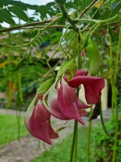 1 Kg Sesbania grandiflora Seeds – Protein-Rich Livestock Feed | Worldwide Shipping