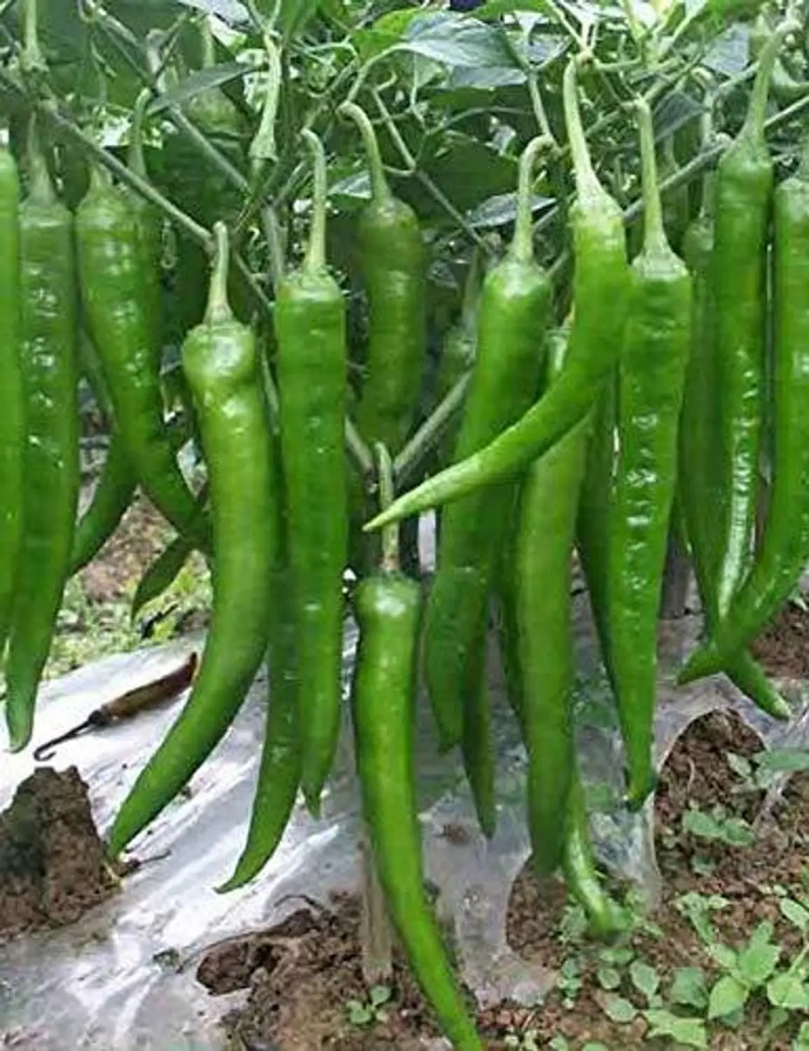 10 Grams Somaya F1 Hybrid Chilli Seeds