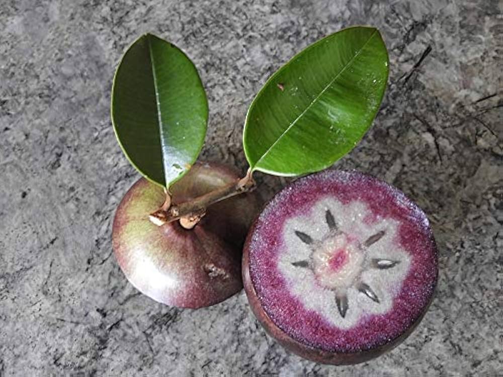 10 Star Apple Plants, Chrysophyllum cainito Plants, With Phytosanitary certificate
