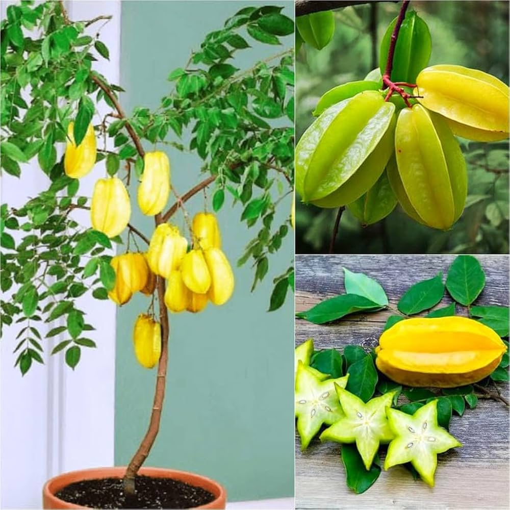 Fruit Seeds Catalogue