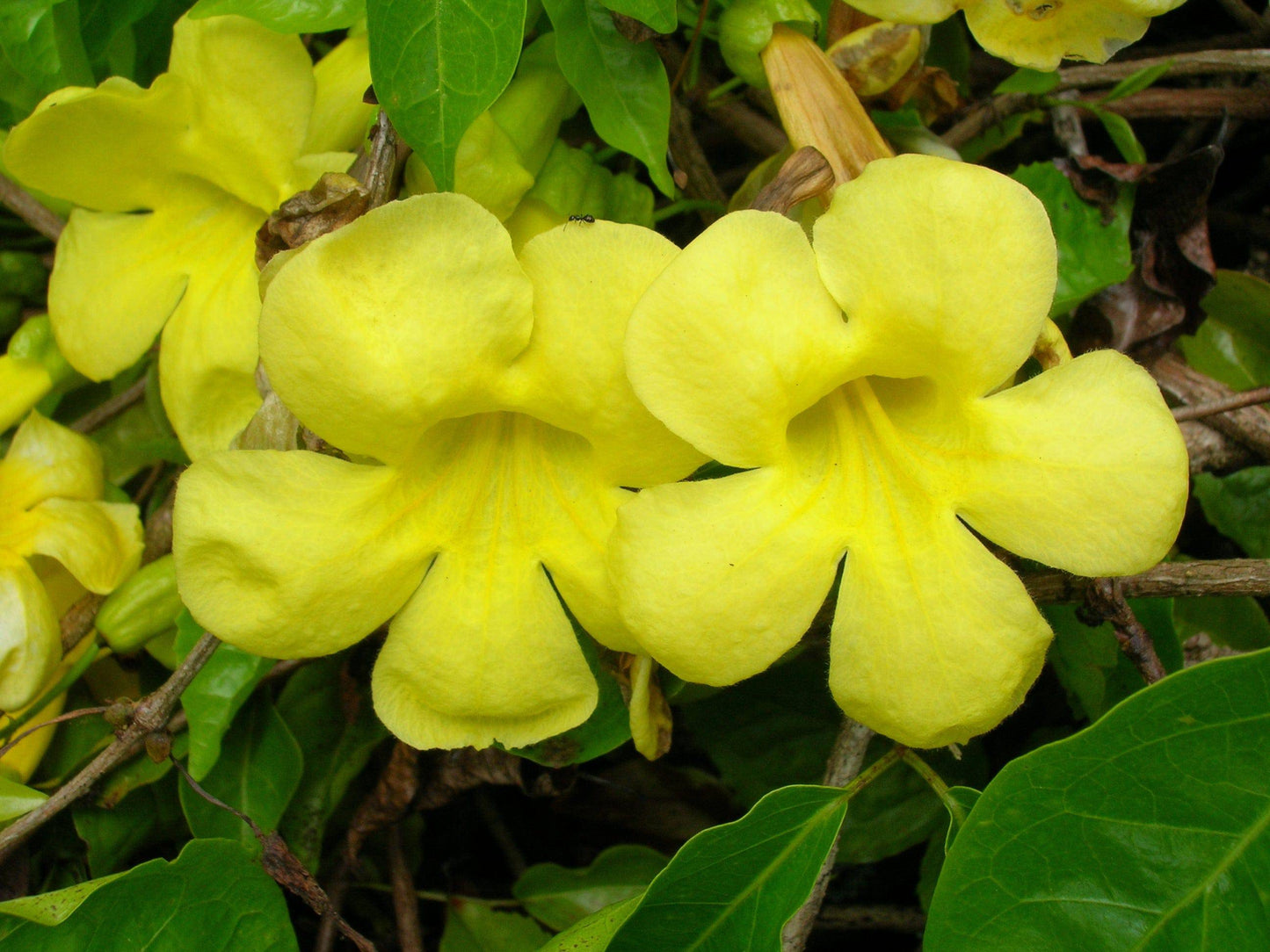 5 Live Dolichandra unguis cati Plants ,Cats claw creeper Plants, With Phytosanitary certificate - Seedsforgarden (1999-2024 ) .We Ship Seeds & Live Plants Worldwide