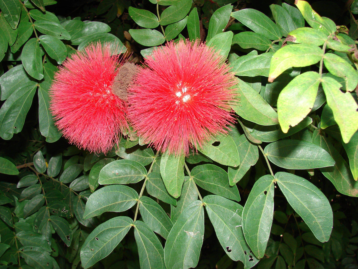 100 Calliandra Calothyrsus Seeds, Red Calliandra Seeds - Seedsforgarden (1999-2024 ) .We Ship Seeds & Live Plants Worldwide