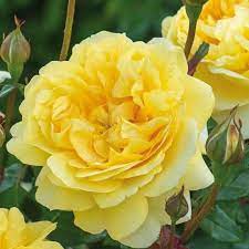 10 Yellow Strip Rose Plants, Rosa Mundi Plants With Phytosanitary certificate