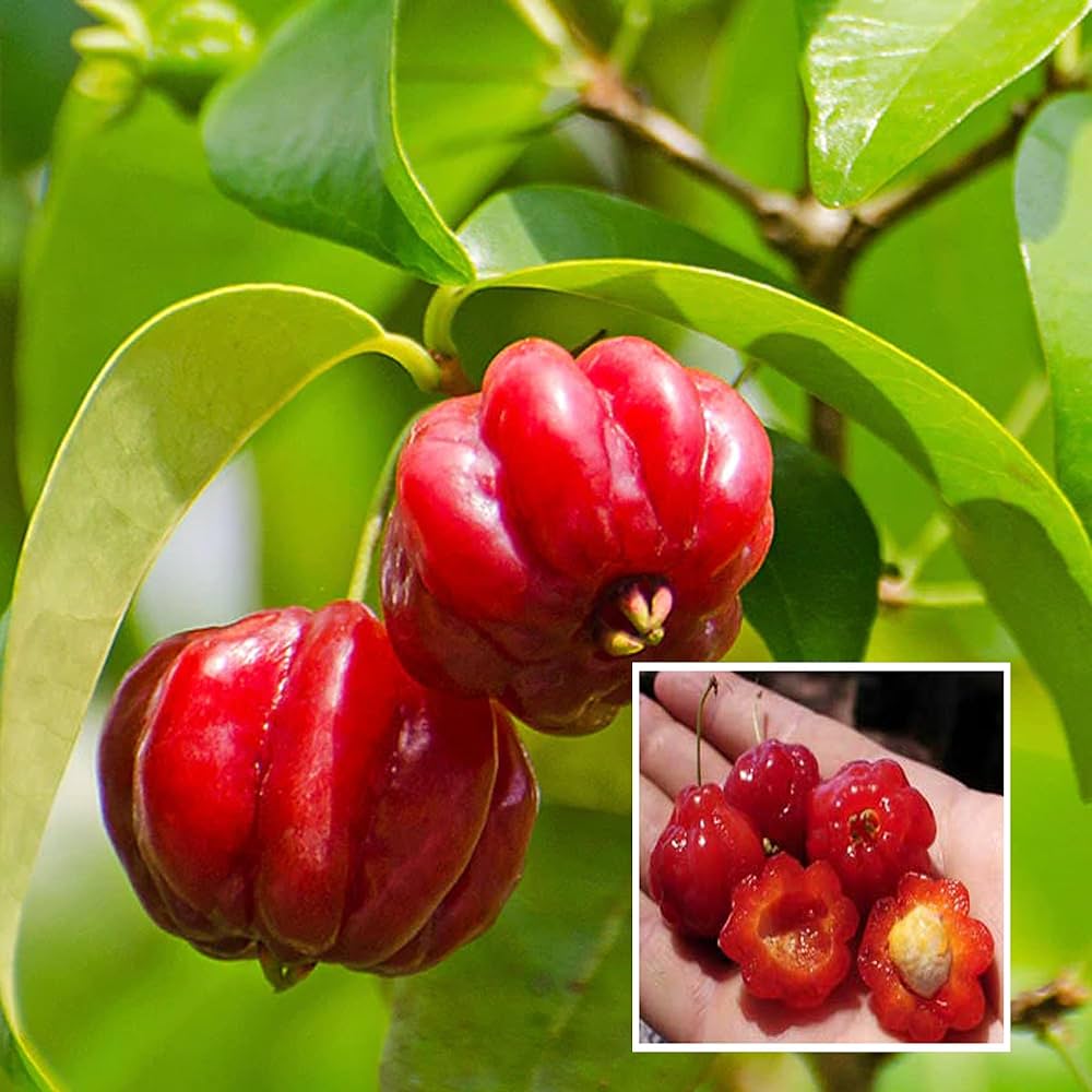 10 Eugenia uniflora Plants , Surinam Cherry Plants , With Phytosanitary certificate