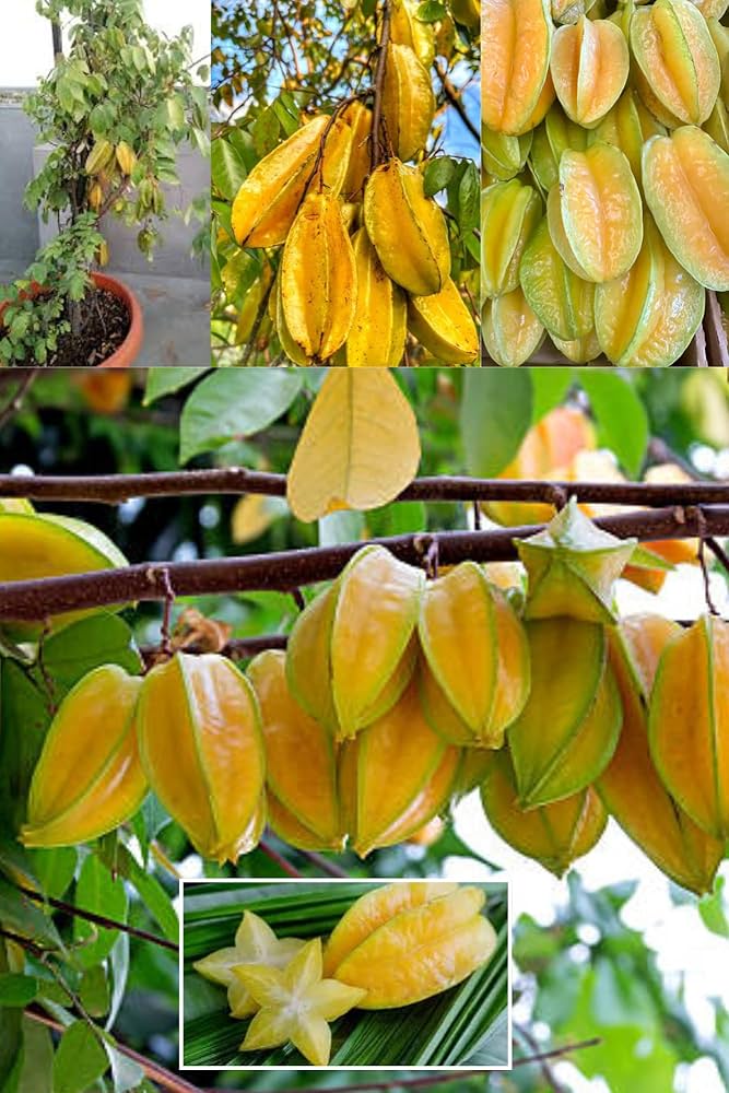 10 Averrhoa carambola Plants , Sweet Star fruit , Sweet carambola Plants,