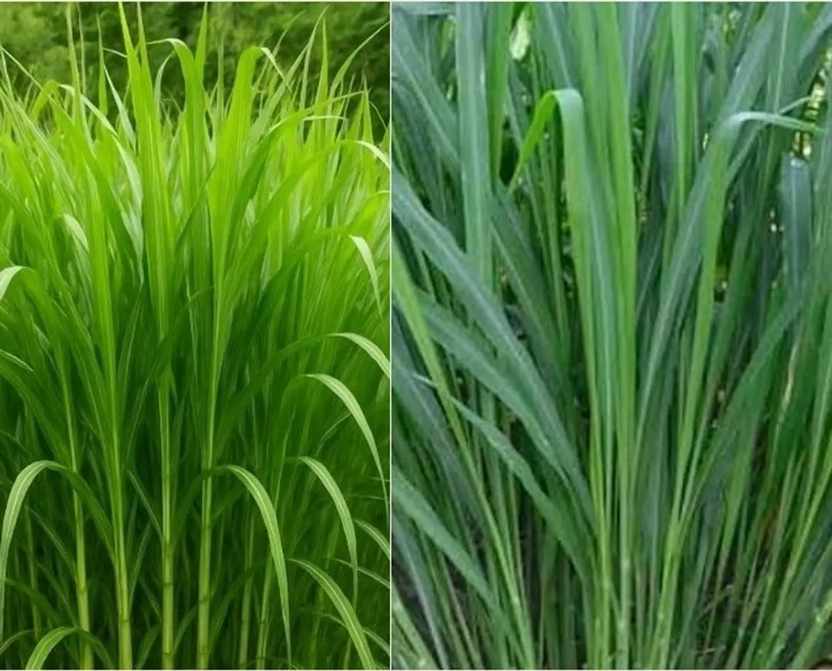 1 KG Sweta Makhan Grass Seeds – Multicut Annual Ryegrass for High-Protein Winter Fodder