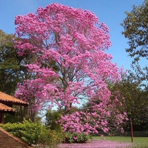 15 Tabebuia rosea Seeds, Pink Poui, Rosy trumpet Tree Seeds