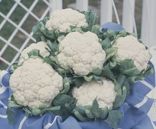 10 Grams Takii Snow Grace F1 Cauliflower Seeds – All-Season Hybrid Cauliflower Seeds