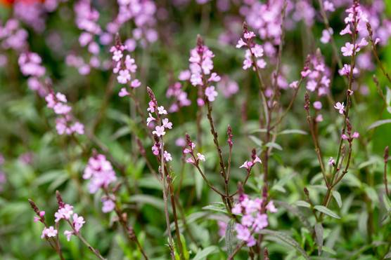 Verbena officinalis Seeds, Common vervain o, common verbena, - Seedsforgarden (1999-2024 ) .We Ship Seeds & Live Plants Worldwide