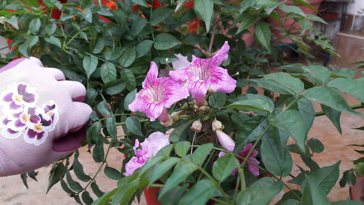 10 Tecomaria capensis Blue Plants ,Tecoma Blue Flower Plant, With Phytosanitary certificate