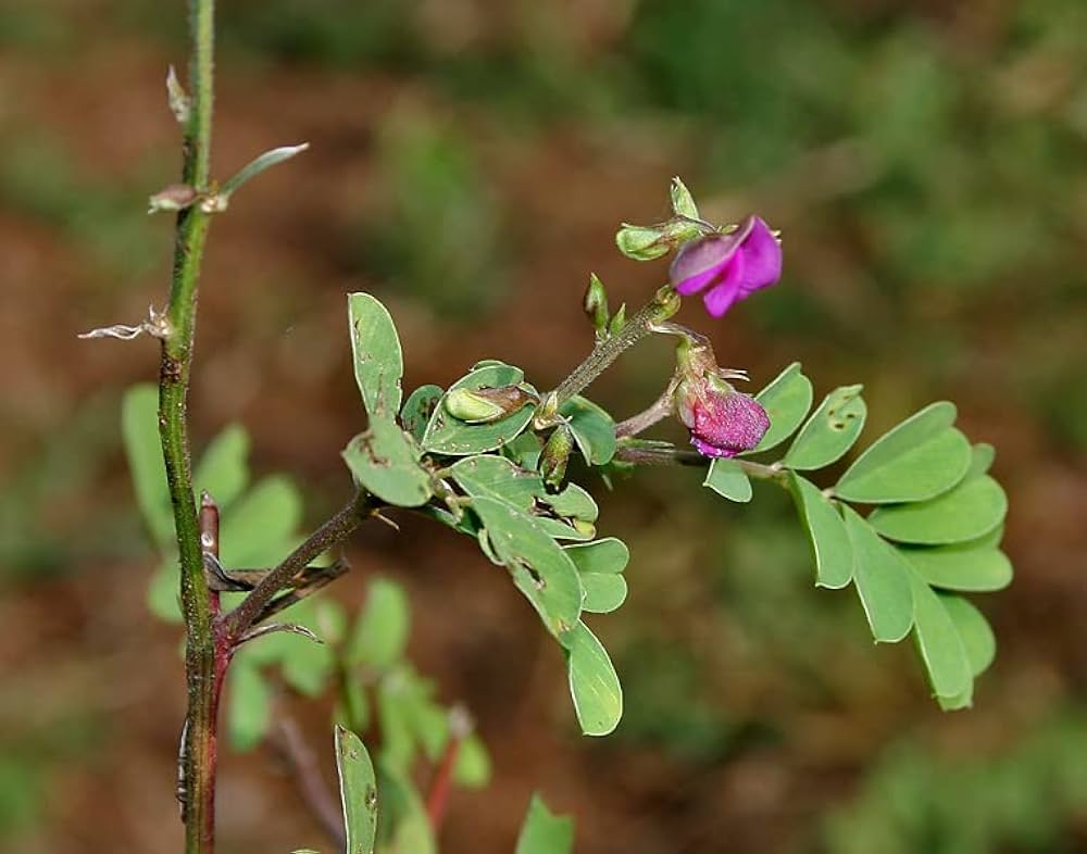 10 Tephrosia Purpurea Plants, Kozhunchi Plants, Sharpunkha Plant With Phytosanitary Certificate