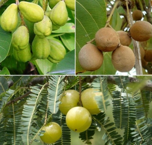 Assorted Triphala Plants, 4 Phyllanthus emblica , 4 Terminalia bellirica, 4 Terminalia chebula Plants