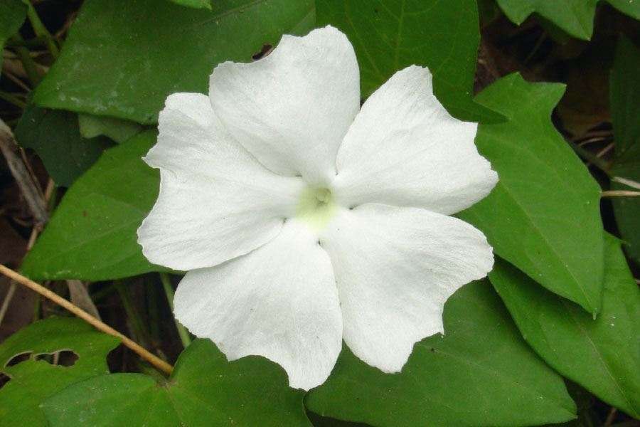 10 Thunbergia fragrans Plants, Sweet Clockvine Plants, With Phytosanitary certificate