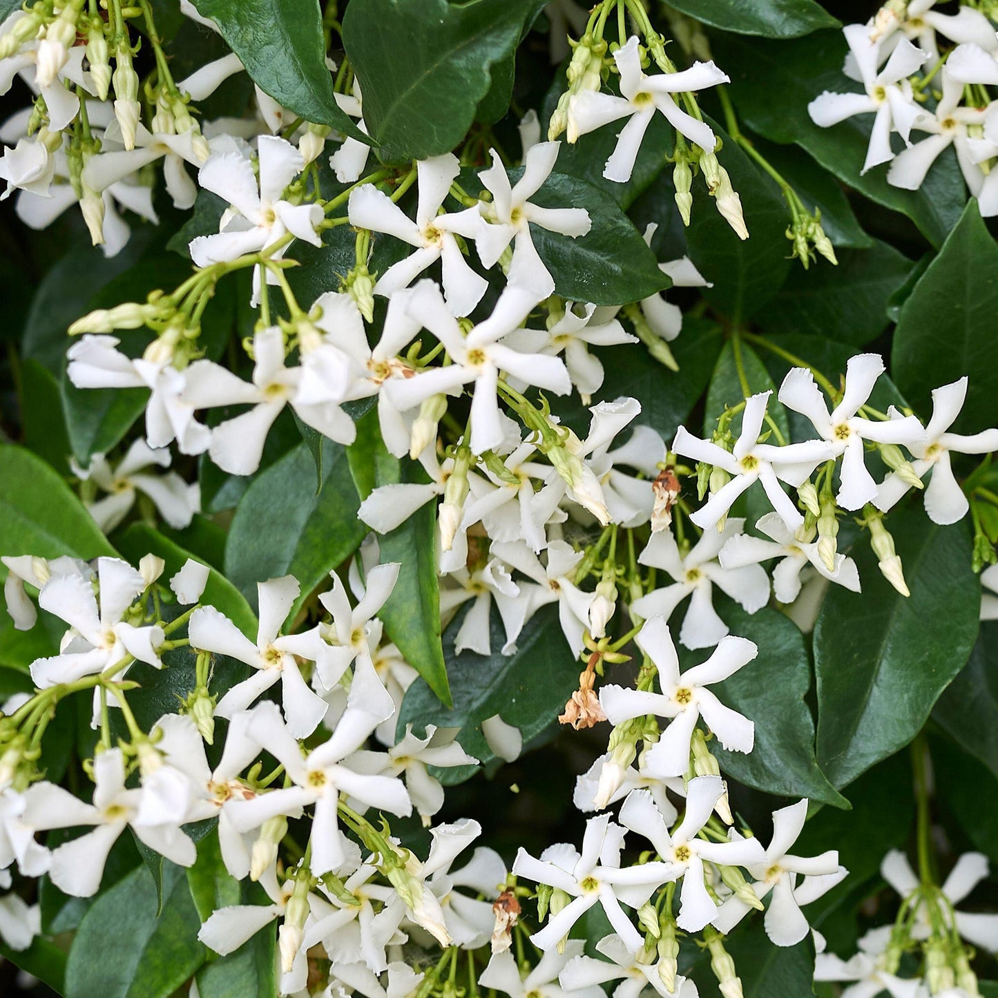 10 Trachelospermum jasminoides ,Star Jasmine Plants , With Phytosanitary Certificate - Botanika