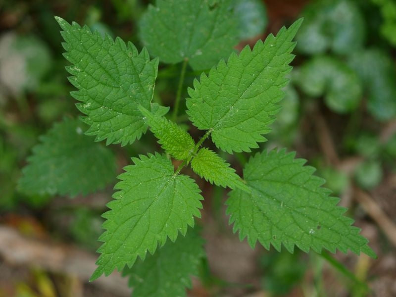 200 Urtica dioica Seeds, Stinging Nettle Seeds,