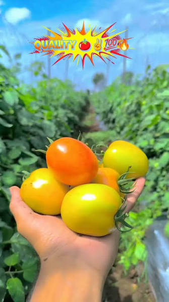 10 Grams Vachan Desi VTOH-0124 F1 Hybrid Tomato Seeds | High-Yield Desi Tomato