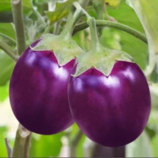 10 Grams VBH 129 F1 Hybrid Eggplant Seeds | High-Yield Brinjal Variety