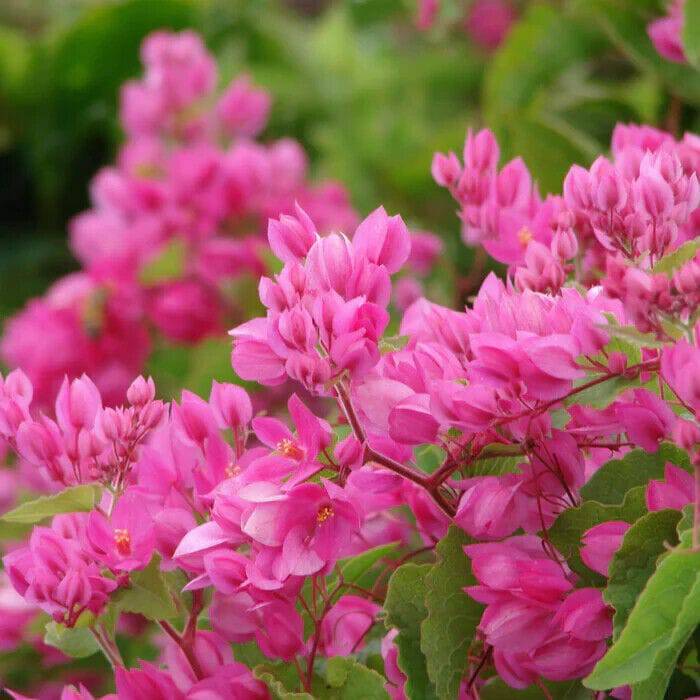 20 Antigonon leptopus Seeds, Coral Vine Seeds, exotic vine Seeds - Seedsforgarden (1999-2024 ) .We Ship Seeds & Live Plants Worldwide