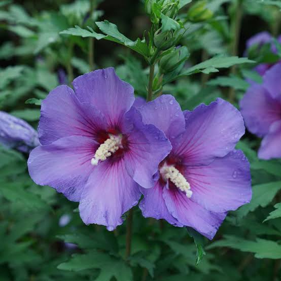 10 Violet hibiscus Plants, Hibiscus syriacus Plants, Purple Gudhal With Phytosanitary certificate
