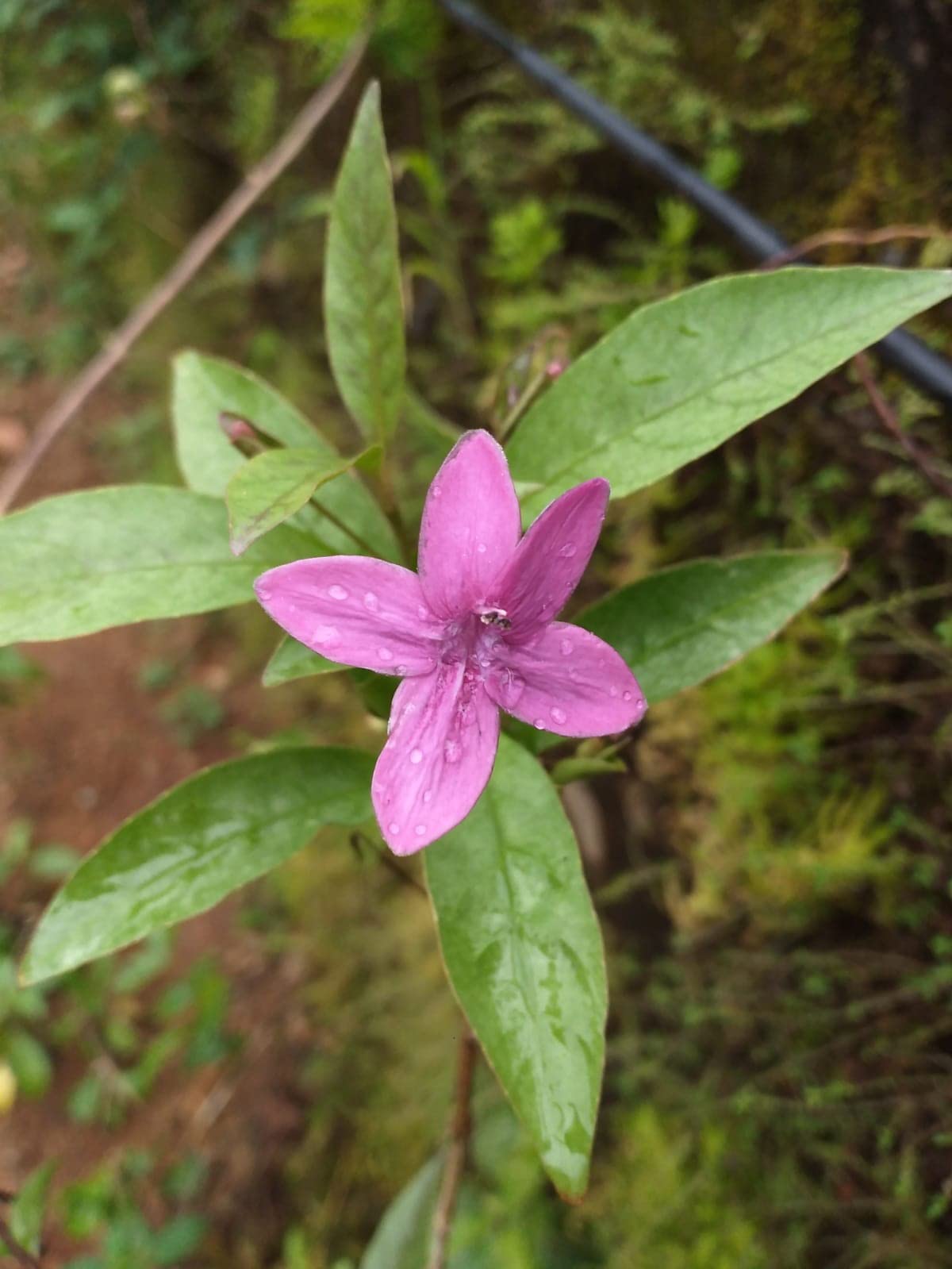 10 Violet Jasmine Plants, Cestrum elegans , Kodia Plants With Phytosanitary certificate