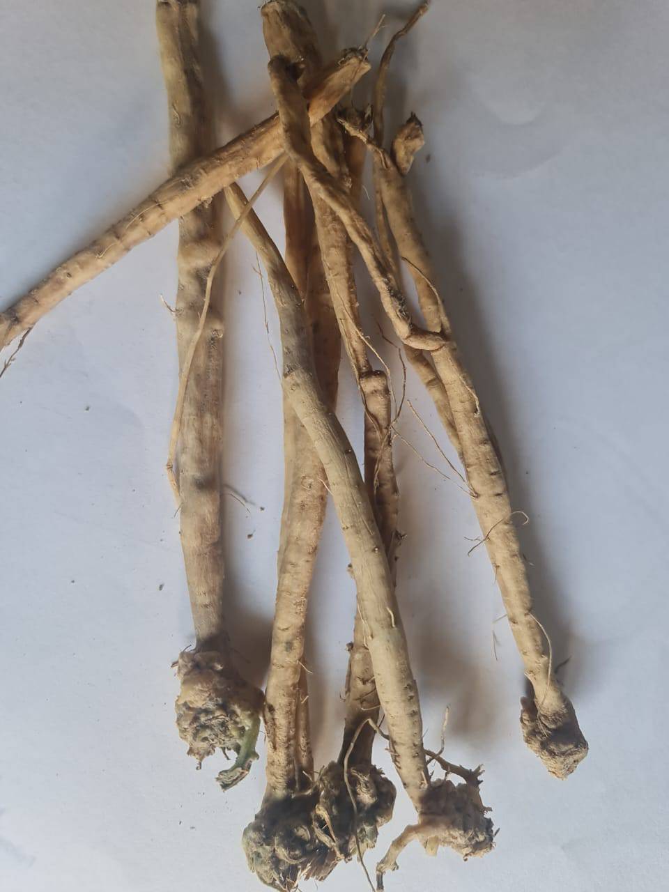 10 Trichosanthes dioica Live Rooted Roots. Pointed gourd Roots, Parwal Roots , With Phytosanitary Certificate - Seedsforgarden (1999-2024 ) .We Ship Seeds & Live Plants Worldwide