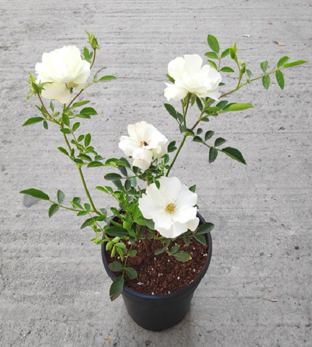 10 White Button Rose Plants, White Miniature Rose Plants With Phytosanitary certificate