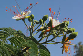 20 Delonix Alata seeds, White Flamboyant Seeds - Botanika