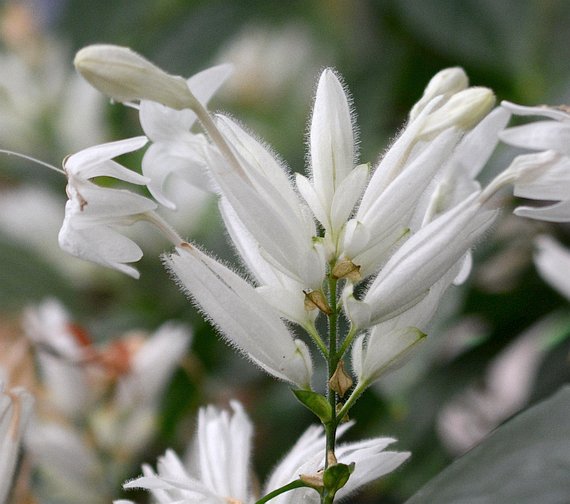 10 Whitfieldia elongata Plants, White Candles plant