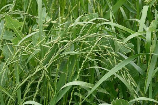 Anant Annual Ryegrass Seeds – Multi-Cut Winter Fodder Grass, Phytosanitary certificate