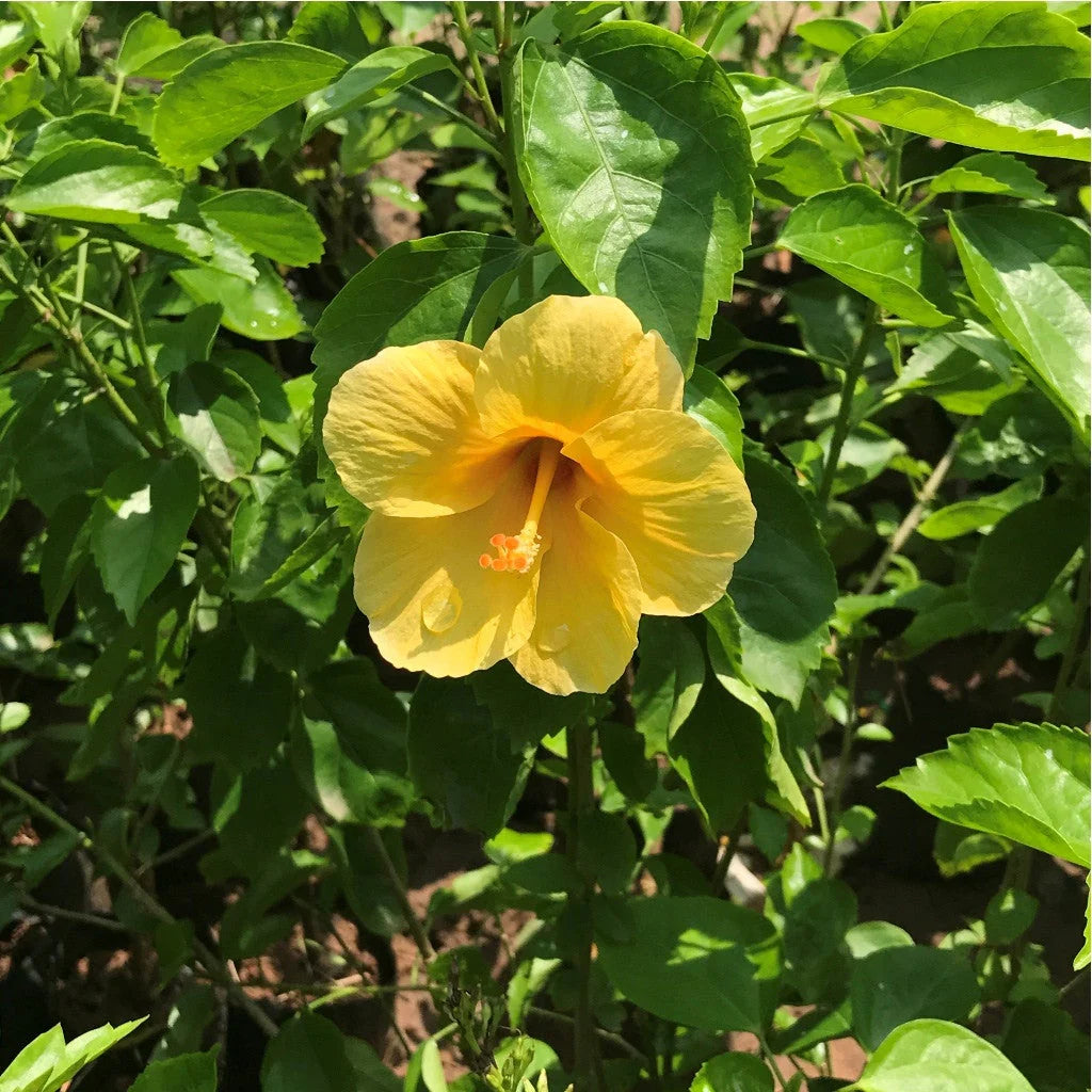 10 Hibiscus Yellow Plants, Yellow Gudhal Plants, Yellow Hibiscus With Phytosanitary certificate