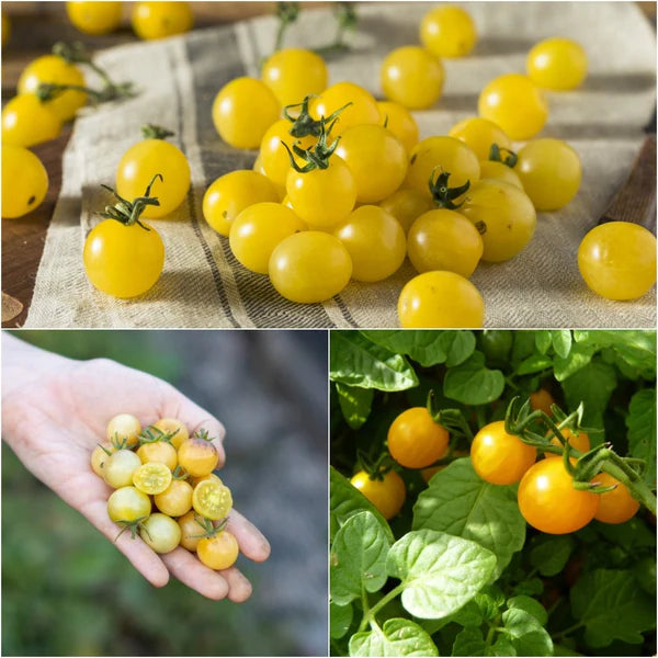 Yellow Currant Tomato Seeds, Lycopersicon seeds Bulk