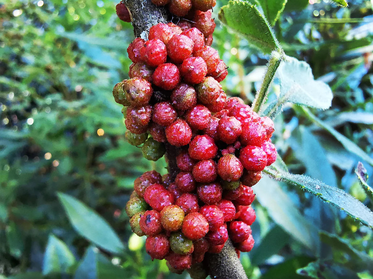 Zanthoxylum acanthopodium Seeds, Andaliman Seeds / Batak Pepper